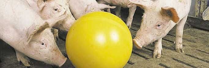 Piłka zabawka antystresowa KERBL Ø 30 dla prosiąt , świń