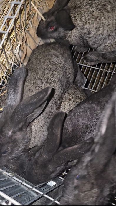 Coelhos novos Boa raça