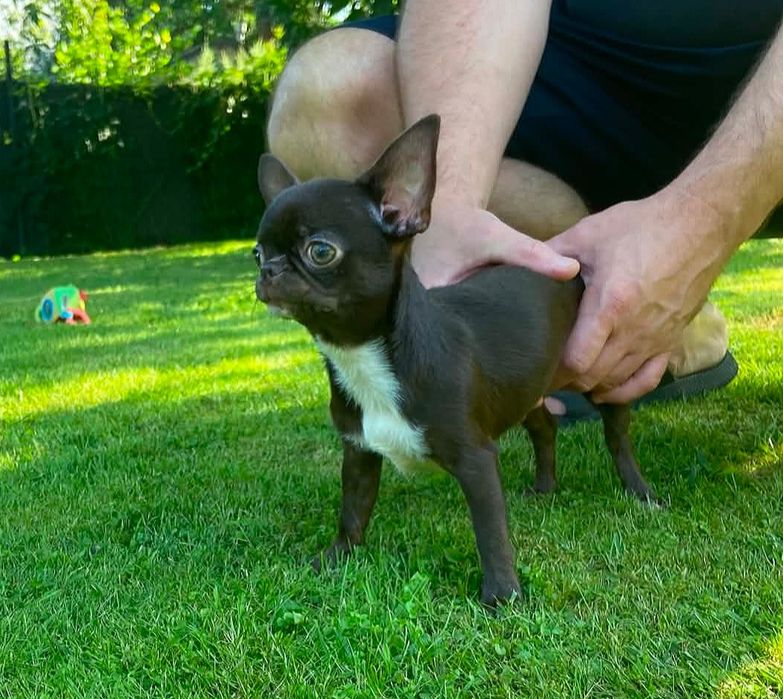 ***SCOOBY*** Przepiękny czekoladowy Królewicz Chihuahua GOTOWY na Nowy Domek***