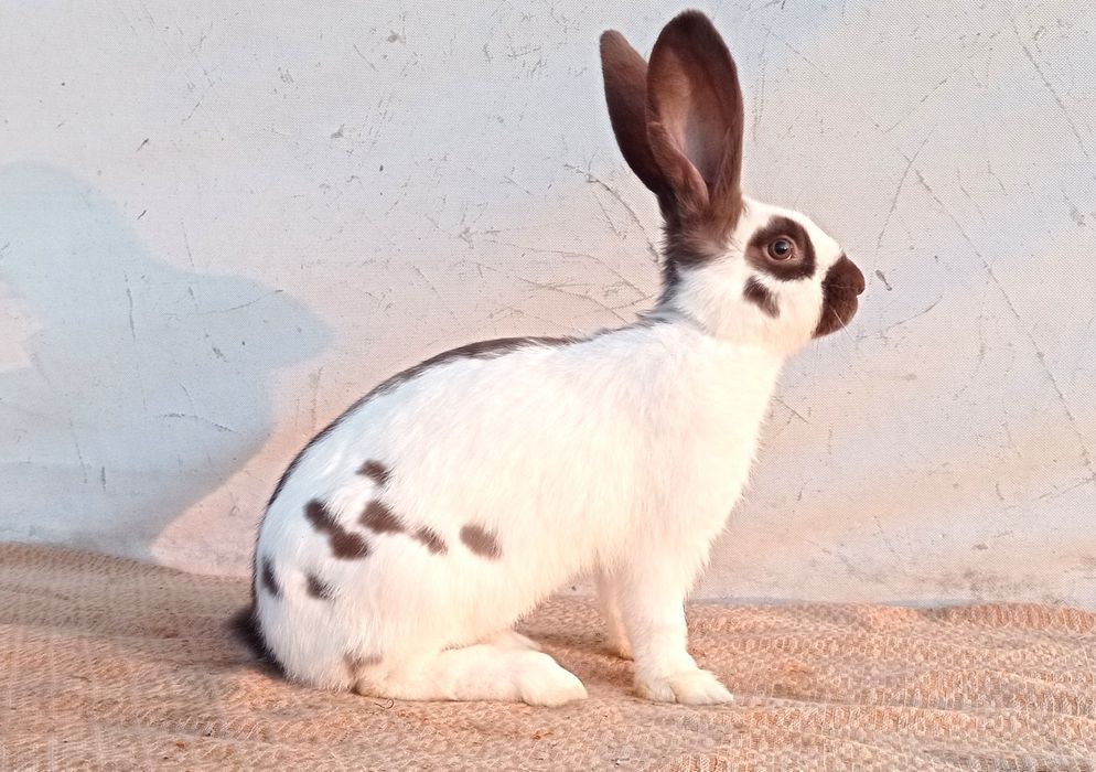 Німецький строкач гавана