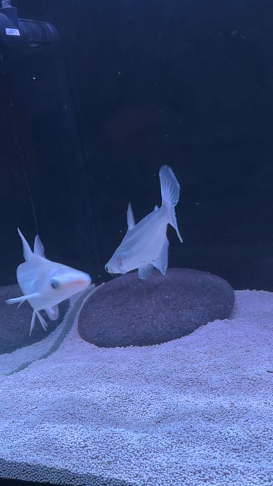 2 Peixes tubarão pangasius