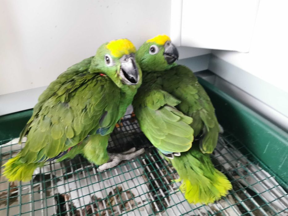 Papagaio amazona ochrocephala
