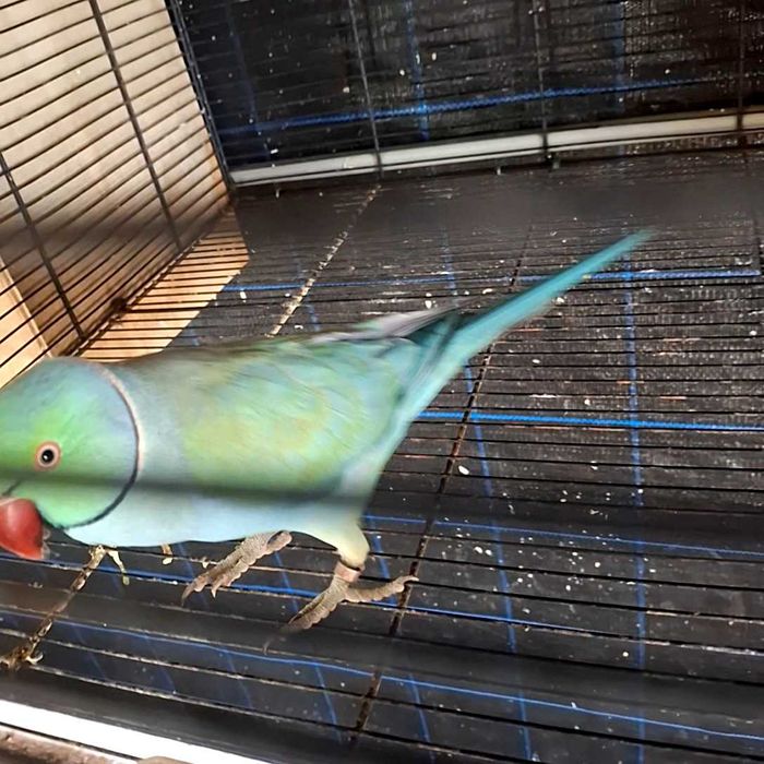 Tenho para ceder dois casais de ring neck