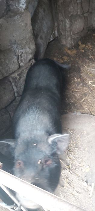 Продам свиней в'єтнамської породи