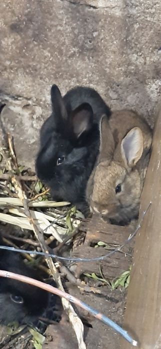 Продам крольчат  кролики