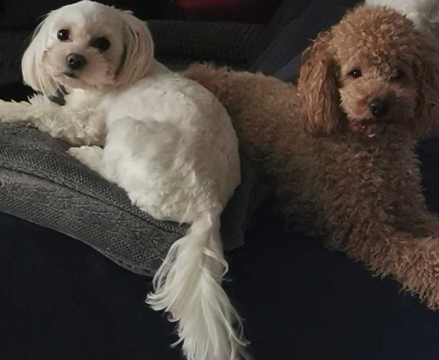 Drobniutki chłopczyk -Maltipoo F1