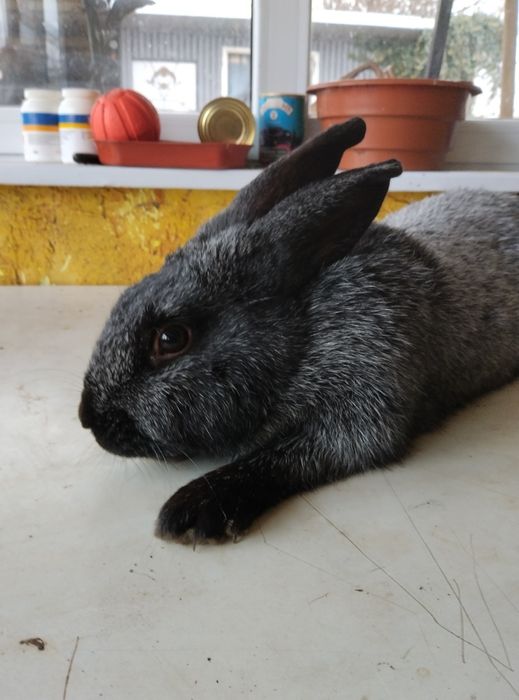 Продам кролі ПСрібло