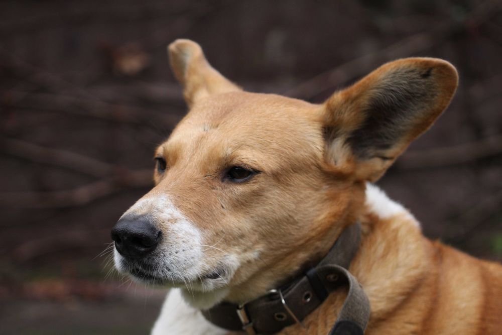 Canon EF/ Tamron 90/2.8 Di MACRO VC USD предметна стоматологія природа