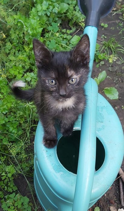 Отдам котят в добрые руки