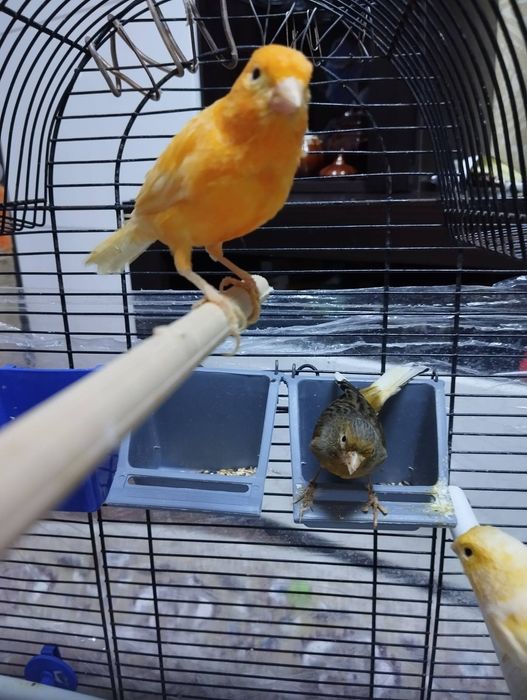 Канарейки молоденькие