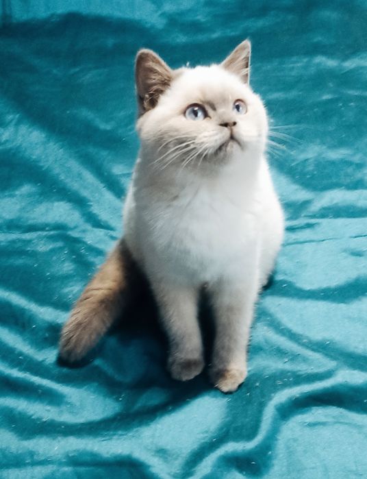 Чистокровні кошенята Шотландської породи