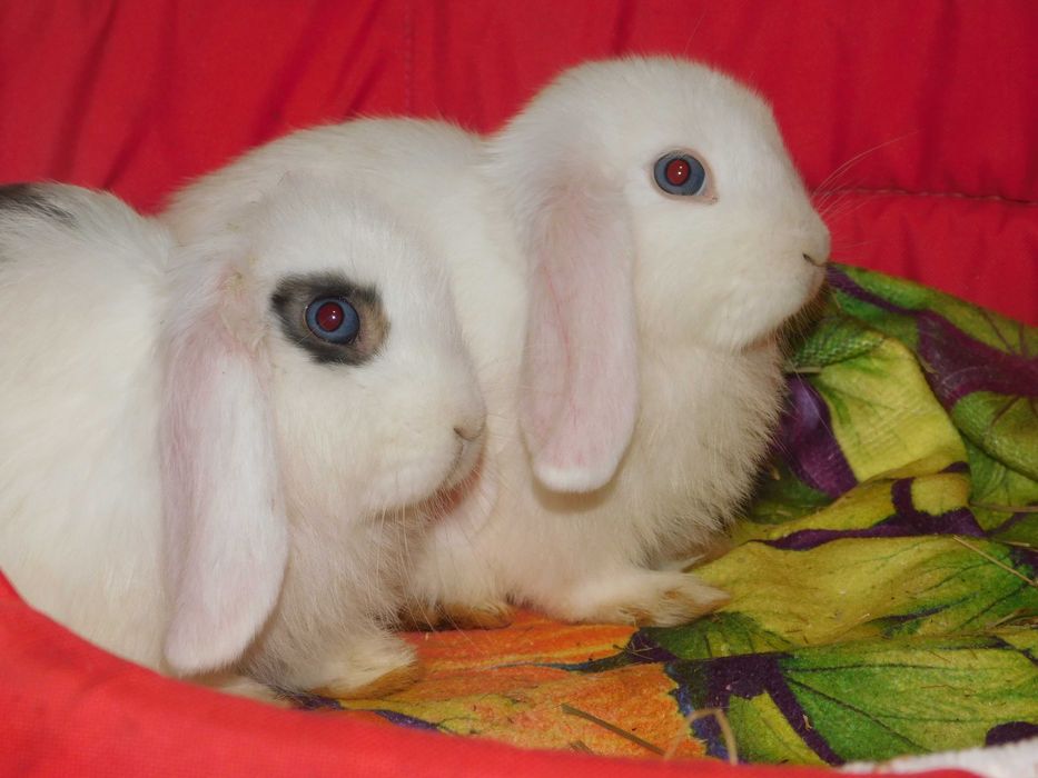 Niebieskie baranki mini lop