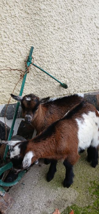 Cabras Anãs para venda