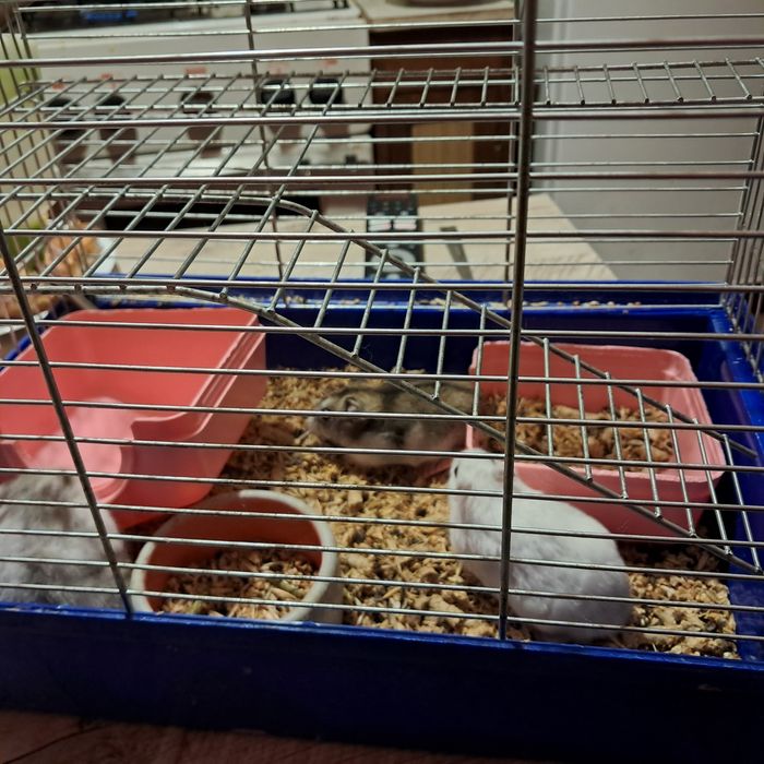 Продам хомяков с клеткой