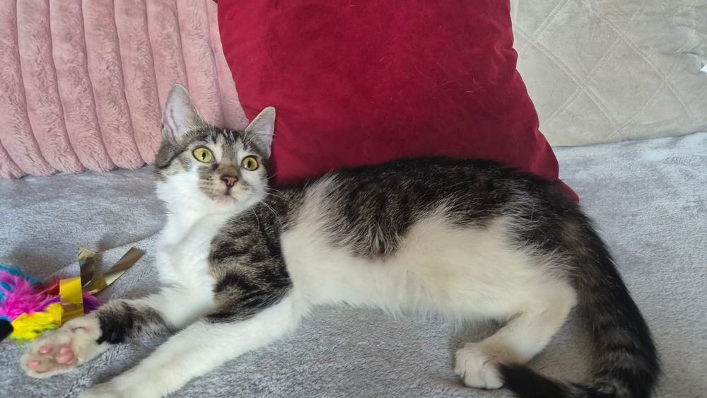 Kokoska do adopcji