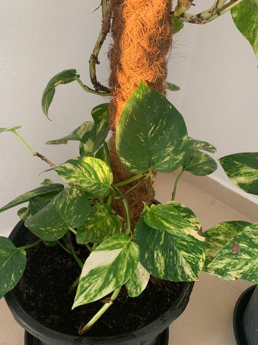 Plantas naturais de interior. Porte grande.