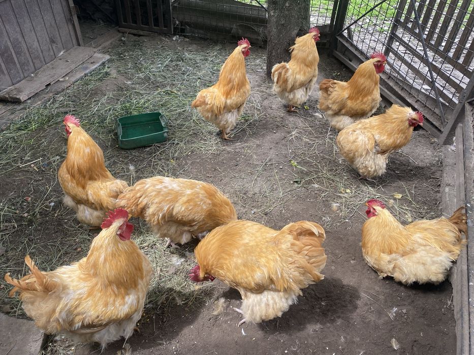 Продам півні  є вибір