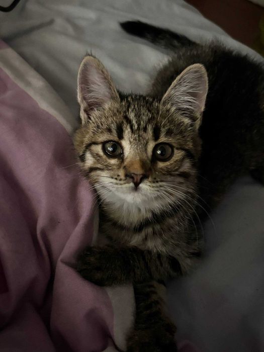 Кошеня шукає дім!  киця, кіт, котик,кішка, котеня