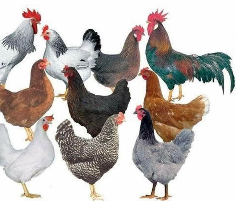 В наявності інкубаційне яйце Мастер Грей