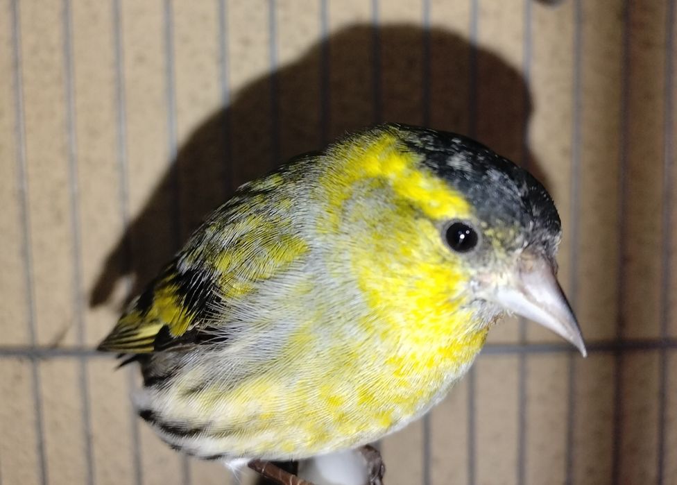 Vendo bons pássaros deste ano e ano passado