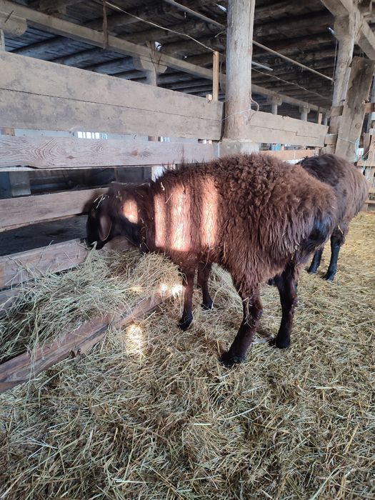 Продам курдючного барана