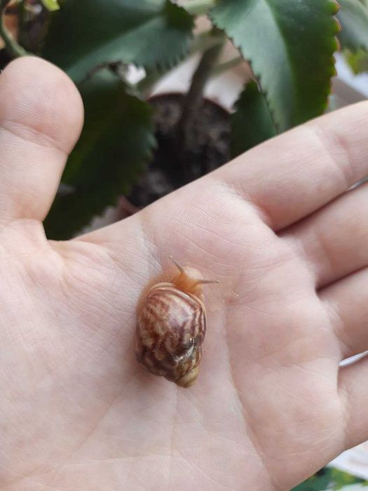 Унікальні равлики ахатинів: краса та користь для вашого акваріума!