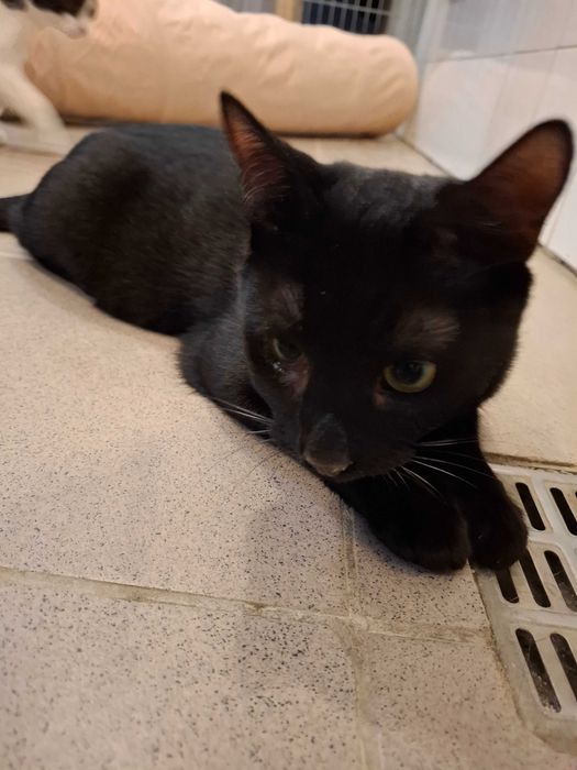 Bergamo-czy kiedykolwiek pozna smak prawdziwego?