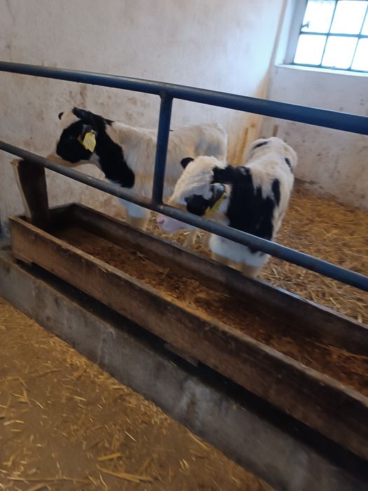 Byczek cielak żarłak