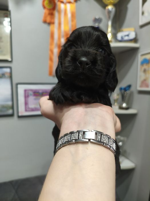 Ostatni dwaj chłopcy Cocker spaniel angielski