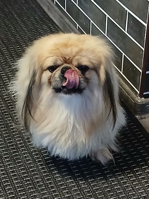 Гарний хлопчик пекінес, запрошуює дівчаток, на побачення