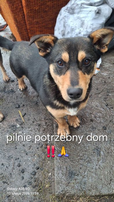 Pimpuś 10 miesięczny piesek do adopcji