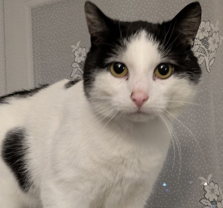 Oskar 2 lata, przyjazny,adopcja.