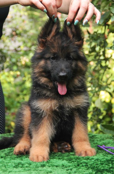 Цуценята німецьких вівчарок д\ш, від шикарних батьків! КСУ-FCI