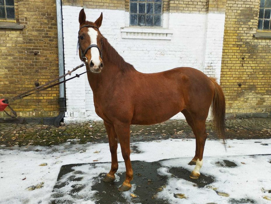 Polski Koń Sportowy NIMFA