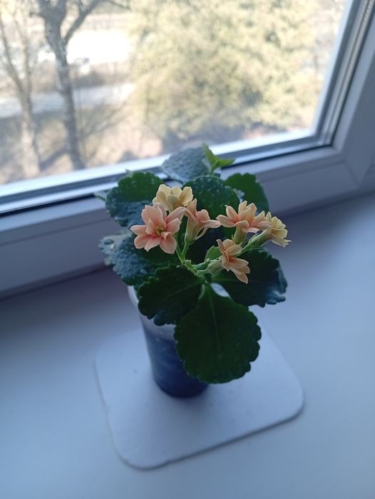 Каланхое Блоссфельда