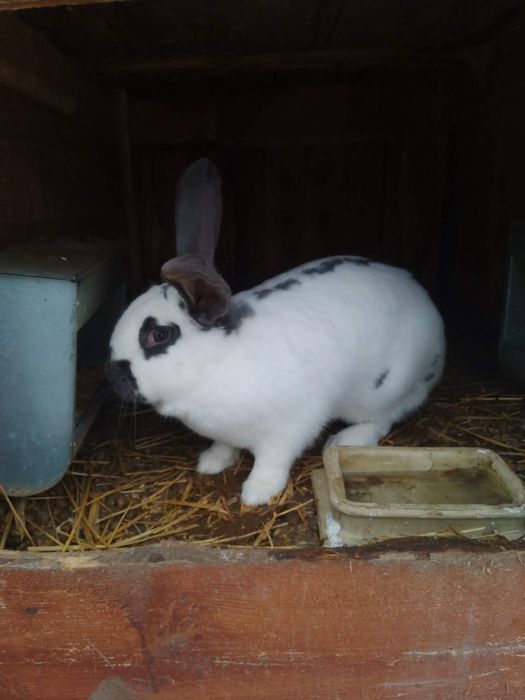 Sprzedam samice srokacze oraz nowozelandzkie białe