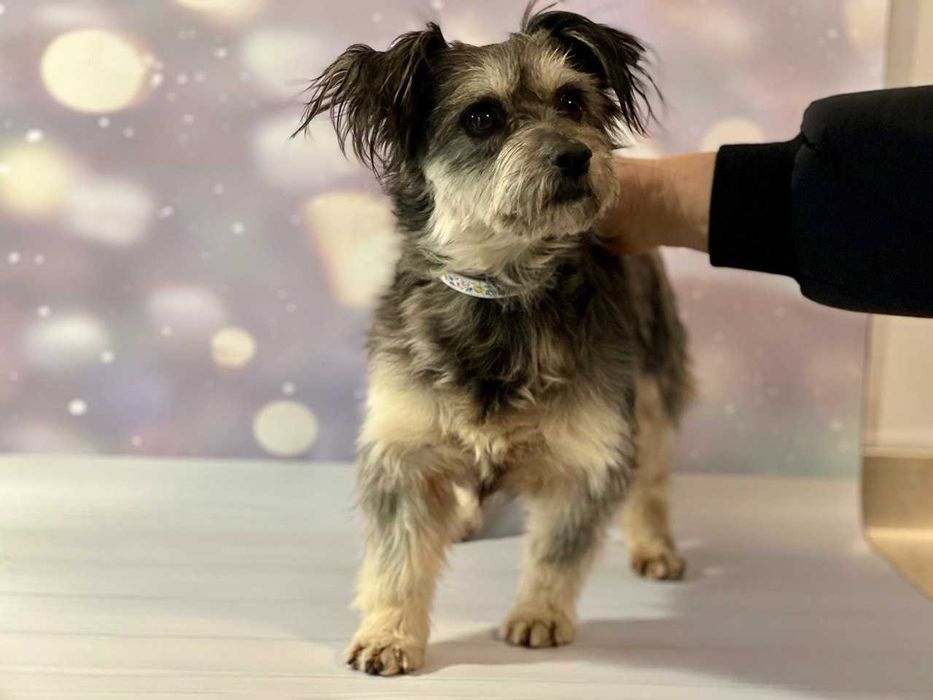 Мини-собачка девочка в добрые руки бесплатно ДНЕПР