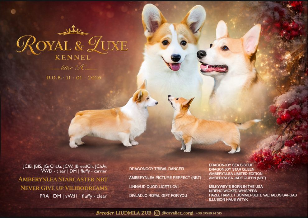 Натуральний бобтейл