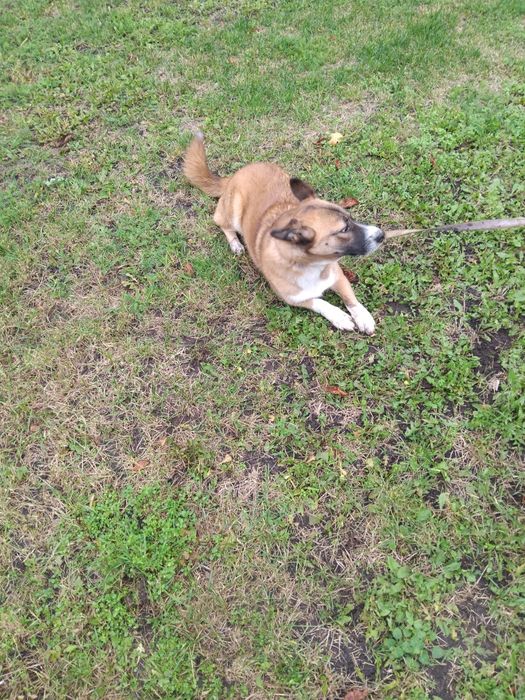 Odam w dobre ręce psa