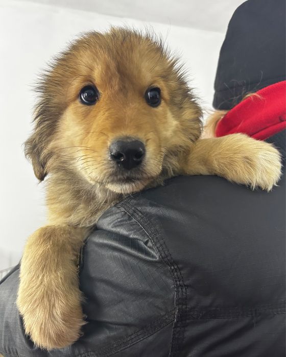 Suczka do adopcji LADY