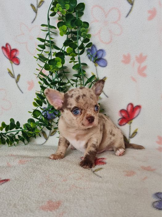 Excelente  menino mini Chihuahua/Chiuaua de Qualidade. Lunhagem Russa