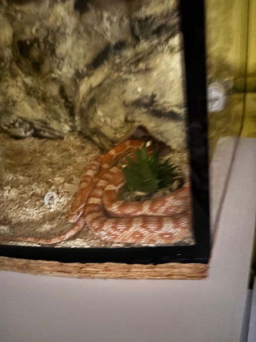 Duży Wąż zbożowy