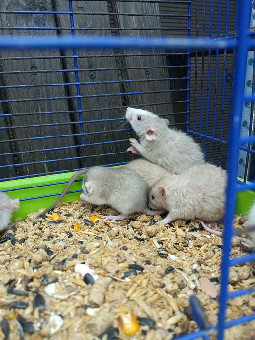 Криски дамбо, криски,крисята