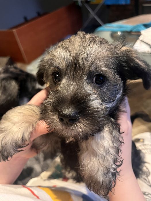 Sznaucer miniaturka suczka adopcja