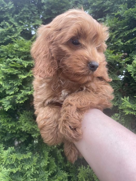 Cockapoo  suczka