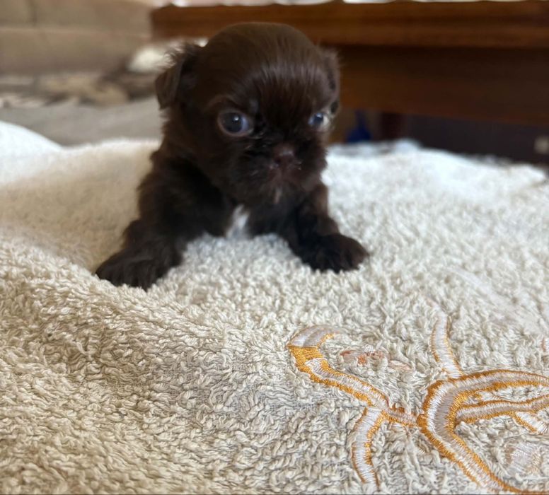 Shih tzu.