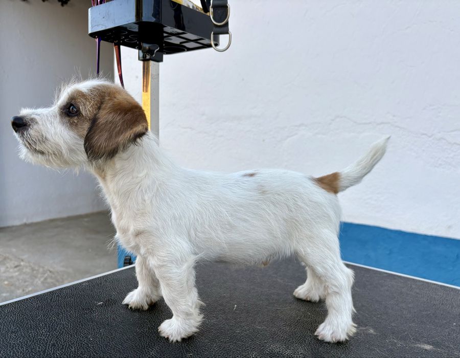 Jack Russell Terrier Broken C/Pedigree e Afixo