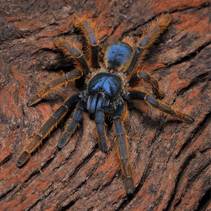 Skakun królewski Phidippus regius SAMICA white bahamas SKAKUNY L8