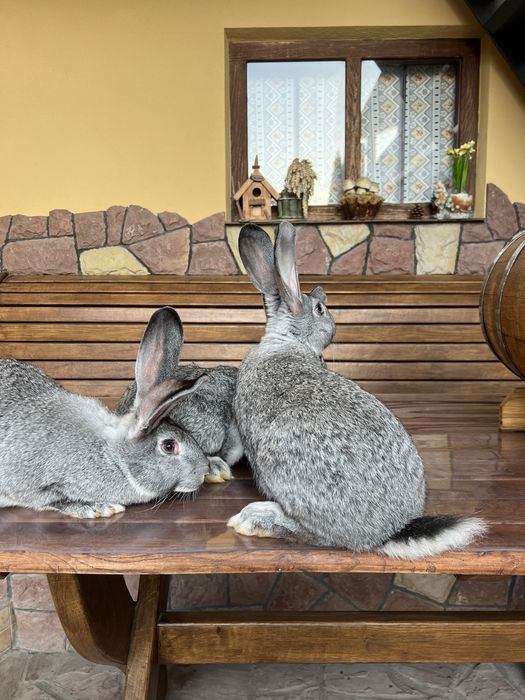 Кролики шиншила самки і самці.