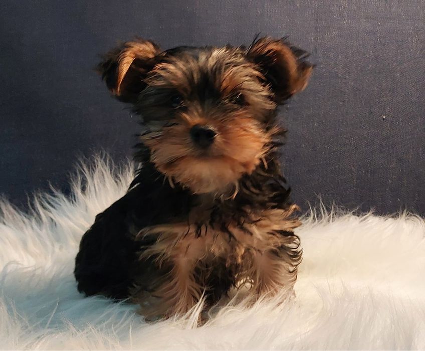 Yorkshire Terrier